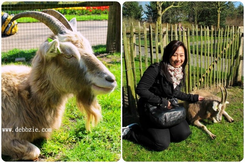 Guide to chicken road game